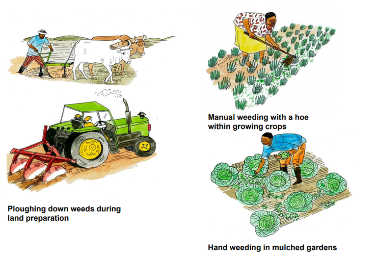 Mechanical weed control.png